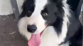 הכלב שניצל מהתעללות, צילום: דוברות המשטרה